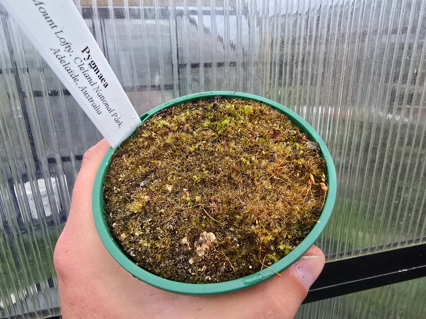 Drosera pygmaea (Mount Lofty, AU) - Pygmy Sundew