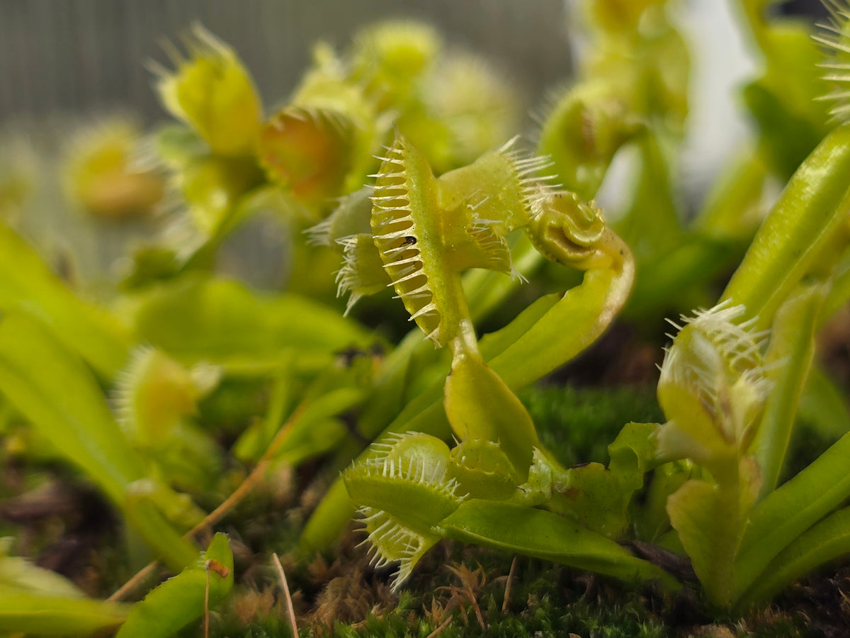 Dionaea muscipula 'Autokrator' - Venus Fly Trap