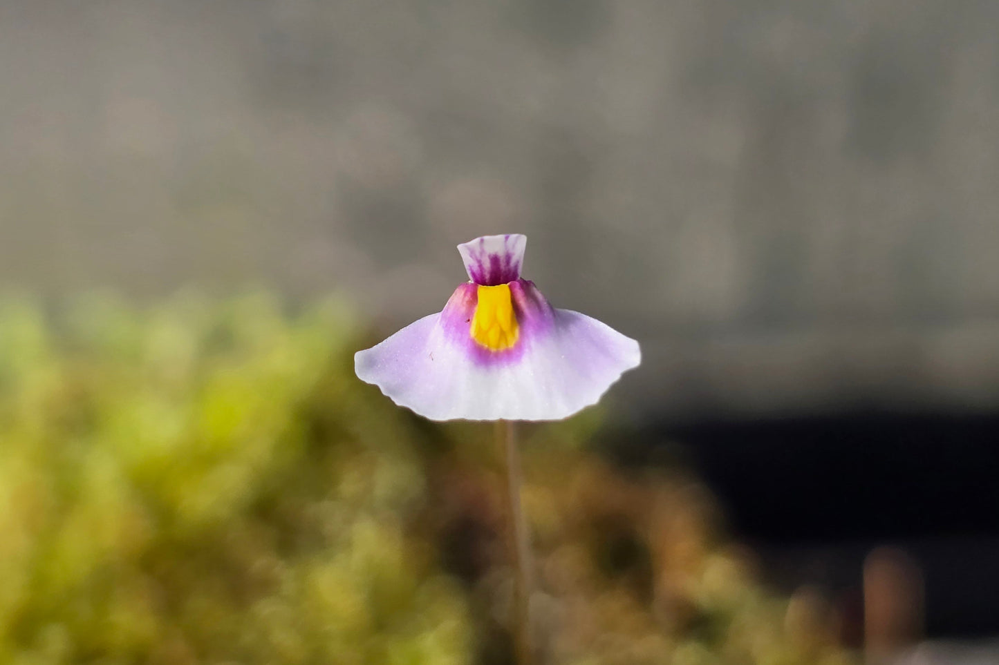 Utricularia dichotoma - Central N.I. Montane Form (Lake Rotoaira, Taupo, NZ) - Terrestrial Bladderwort