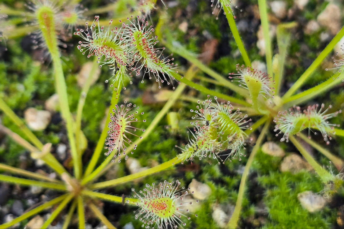Drosera nidiformis - The Nestle Leafed Sundew