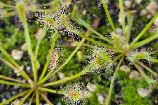 Drosera nidiformis - The Nestle Leafed Sundew