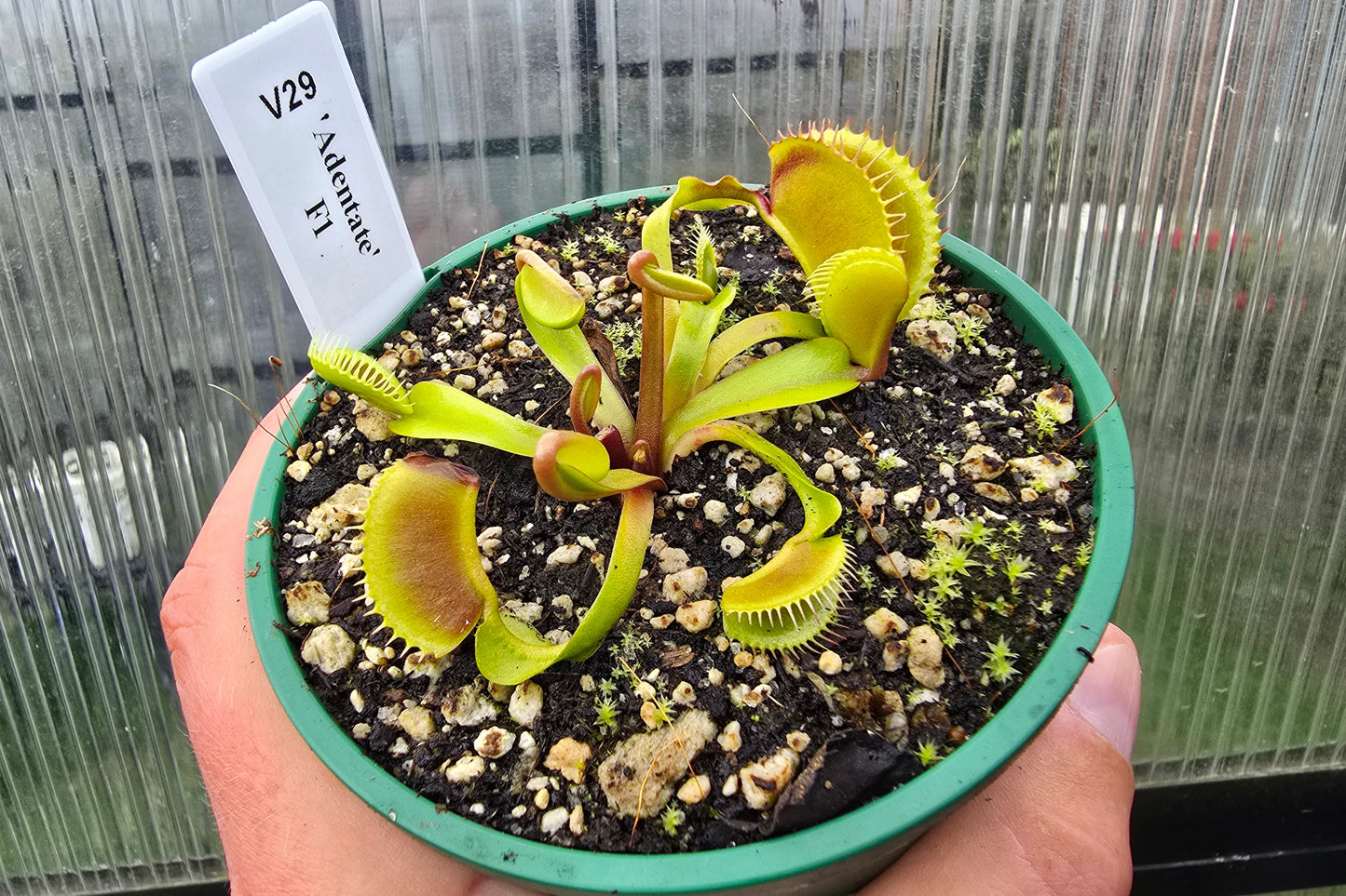 Dionaea muscipula 'Adentate' F1 - Venus Fly Trap