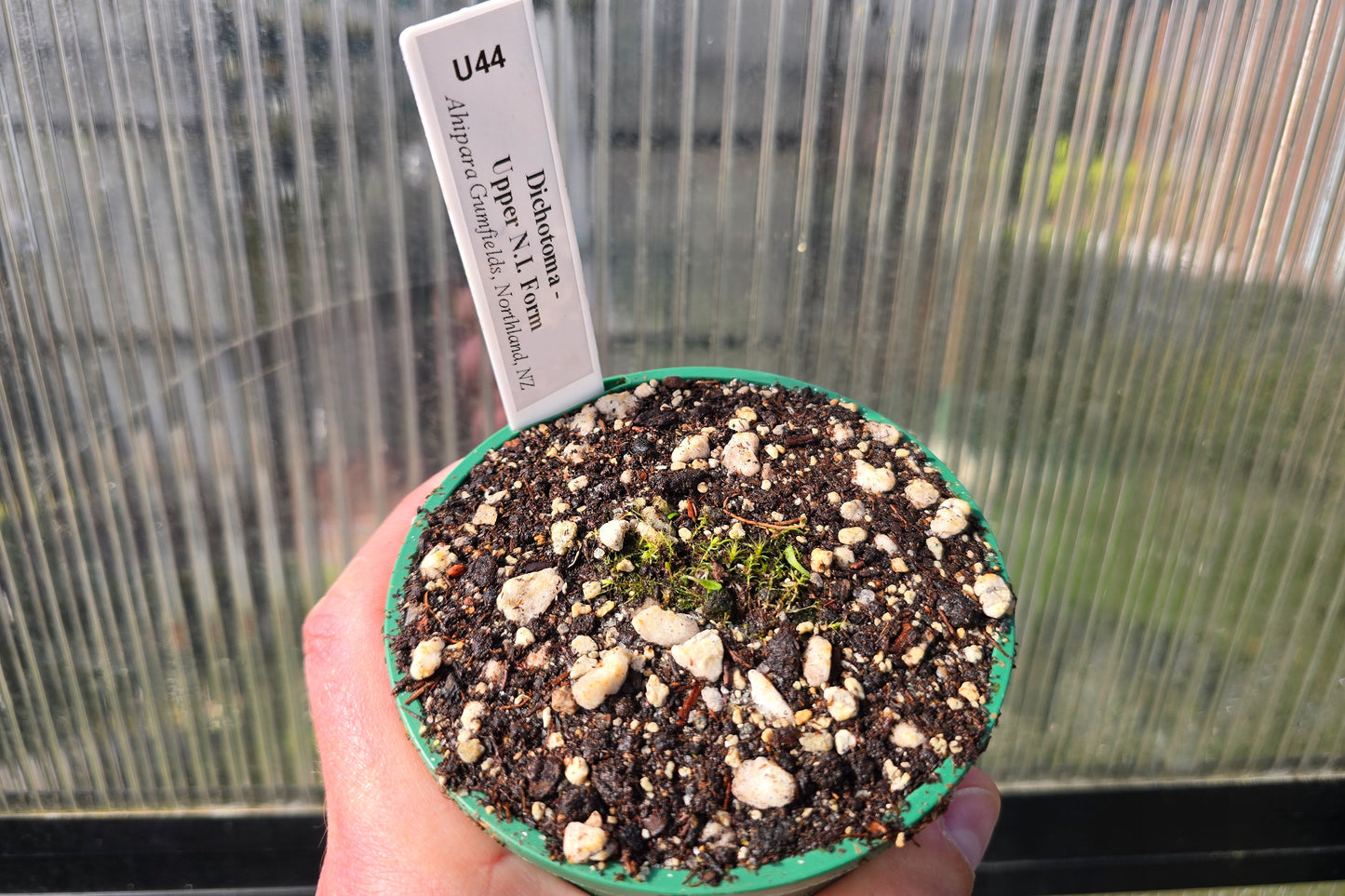 Utricularia dichotoma - Upper N.I. Form (Ahipara Gumfields, Northland, NZ) - Terrestrial Bladderwort