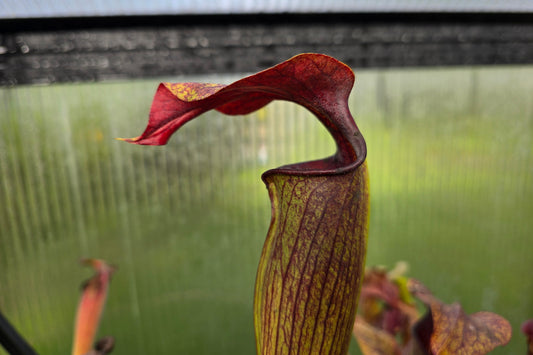 Sarracenia alata var. rubrioperculata - American Pitcher Plant