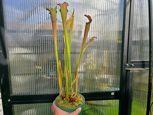 Sarracenia 'Readii' - American Pitcher Plant