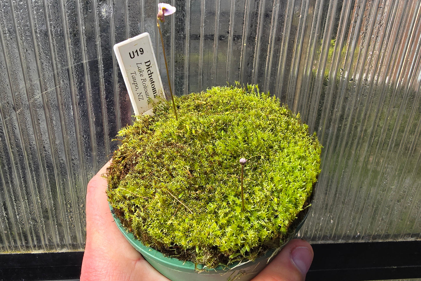 Utricularia dichotoma - Central N.I. Montane Form (Lake Rotoaira, Taupo, NZ) - Terrestrial Bladderwort