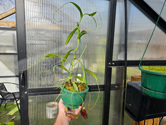 Nepenthes ventricosa x ovata - Highland Tropical Pitcher Plant