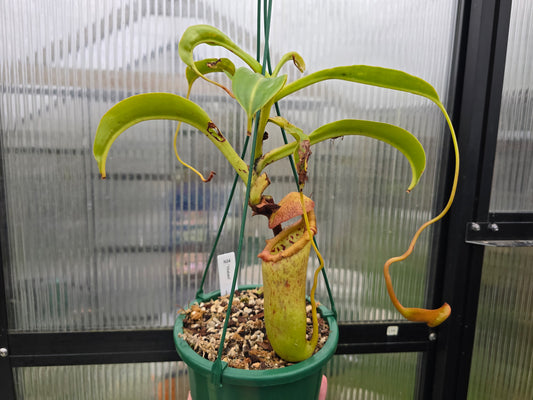 Nepenthes 'Malani' - Highland Tropical Pitcher Plant