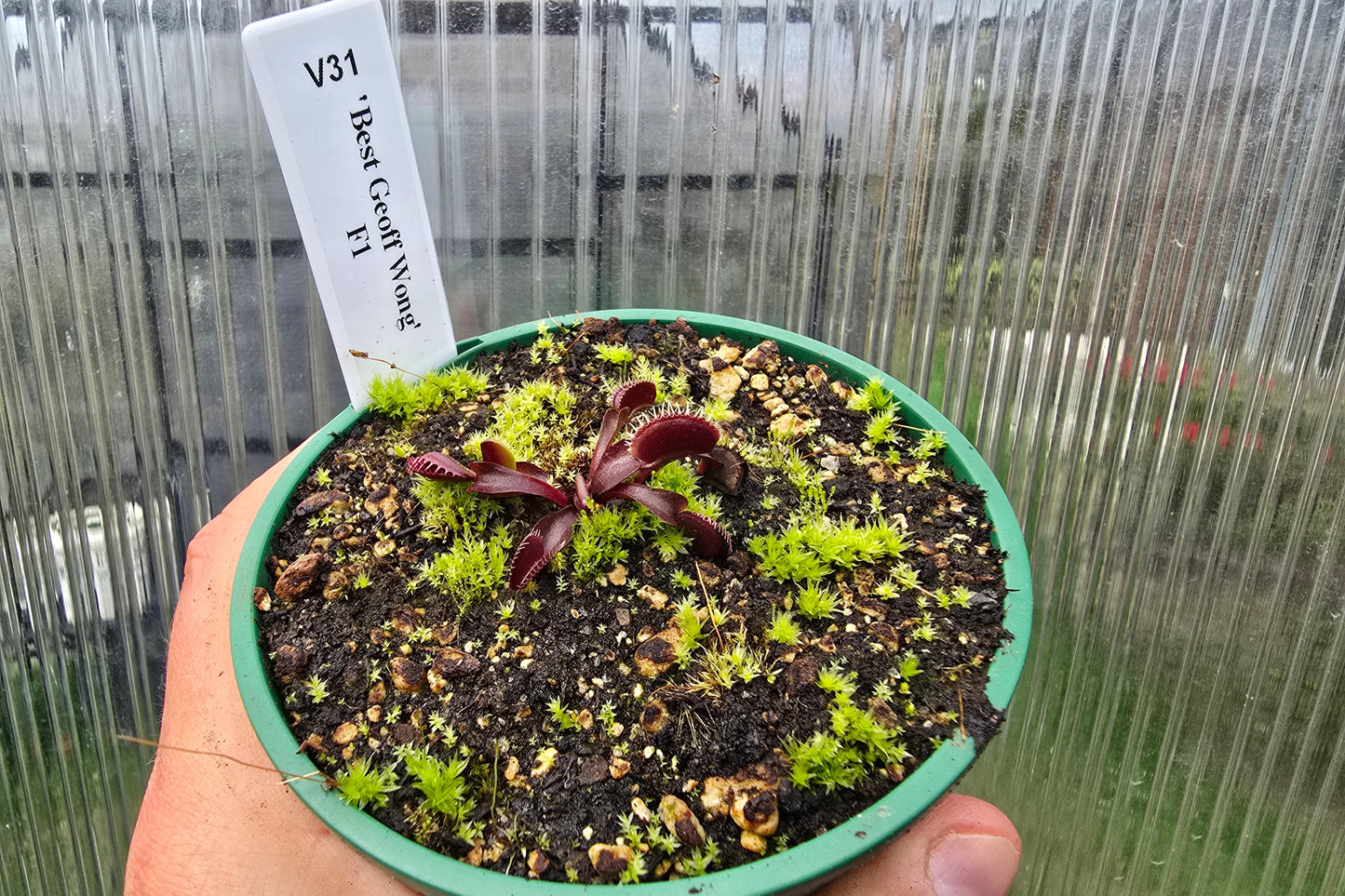 Dionaea muscipula 'Best Geoff Wong' F1 - Venus Fly Trap