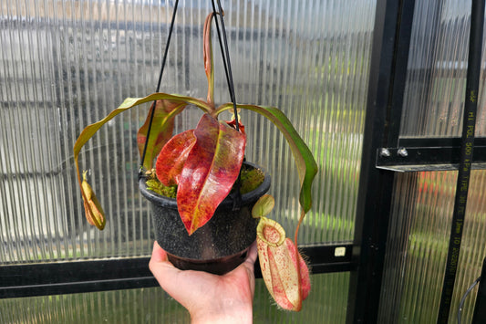 Nepenthes 'Susan' - BE-3737 - Lowland Tropical Pitcher Plant