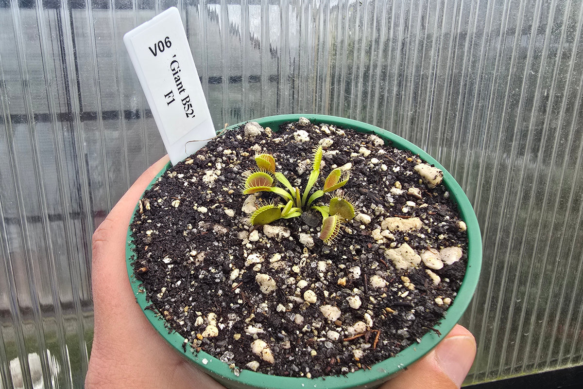 Dionaea muscipula 'Giant B52' F1 - Venus Fly Trap