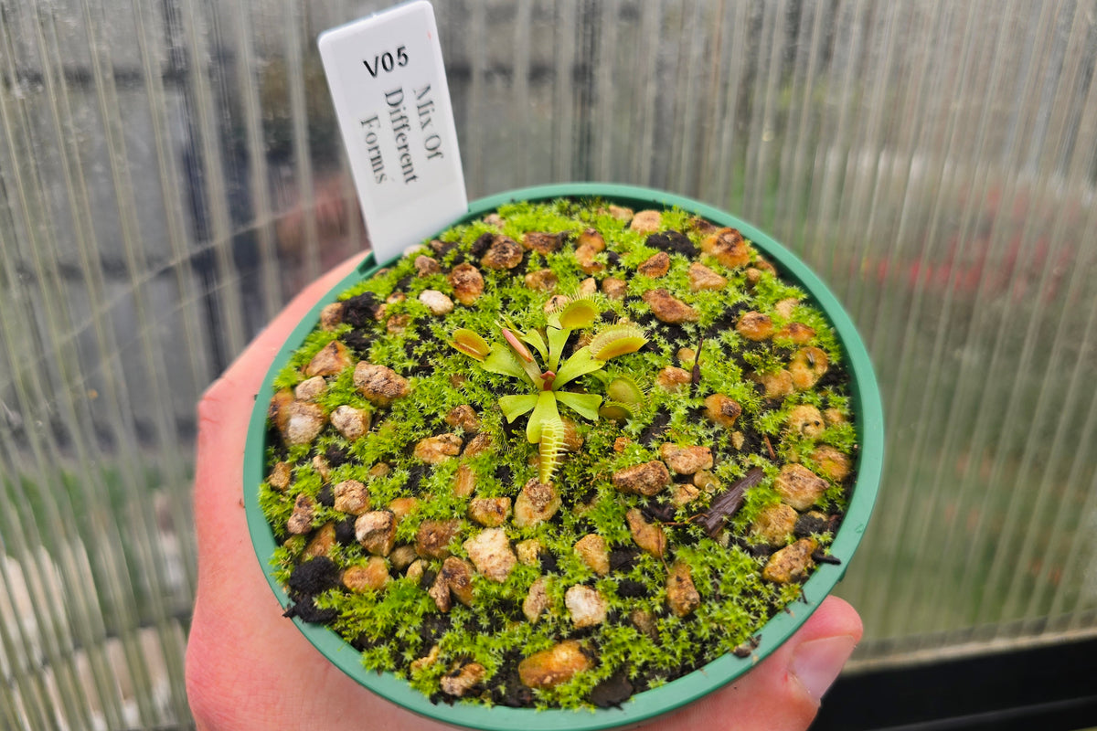 Dionaea muscipula 'Mix Of Different Forms' F1 - Venus Fly Trap