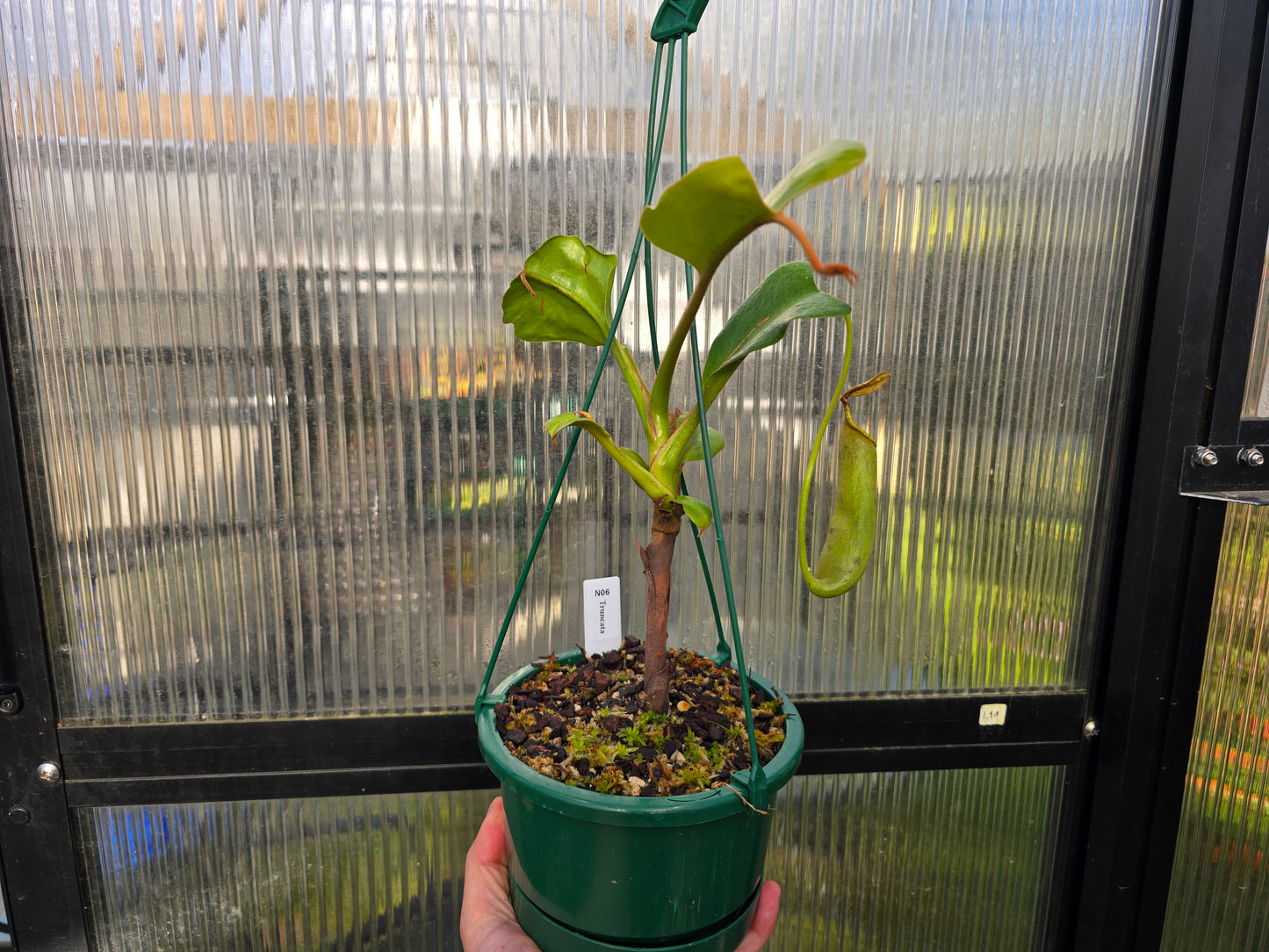 Nepenthes truncata - Intermediate Tropical Pitcher Plant