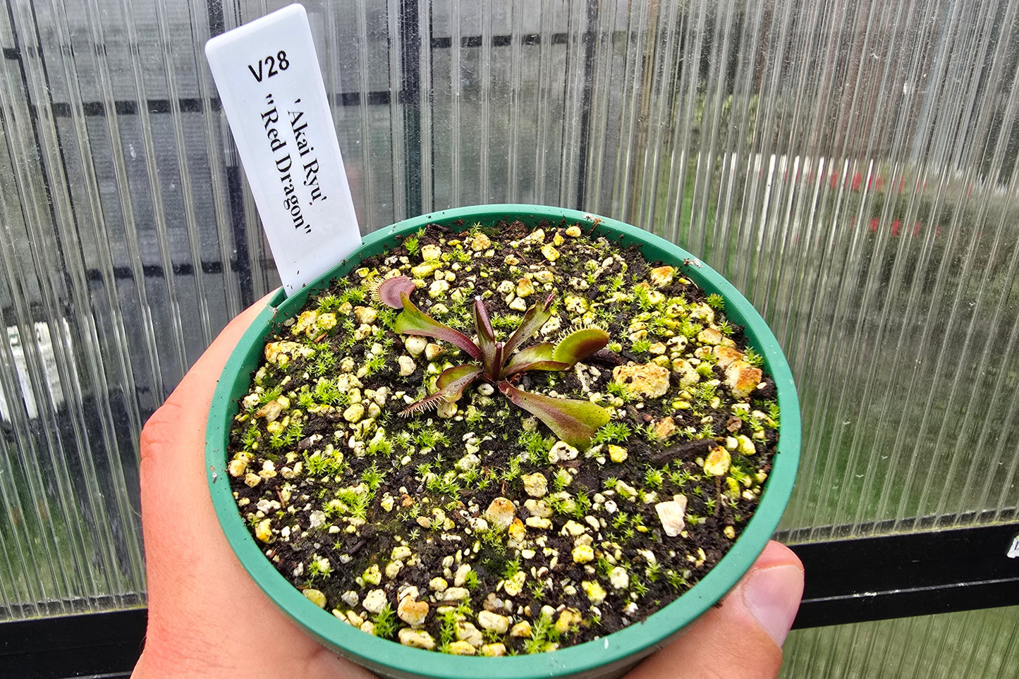 Dionaea muscipula 'Akai Ryu' "Red Dragon" - Venus Fly Trap