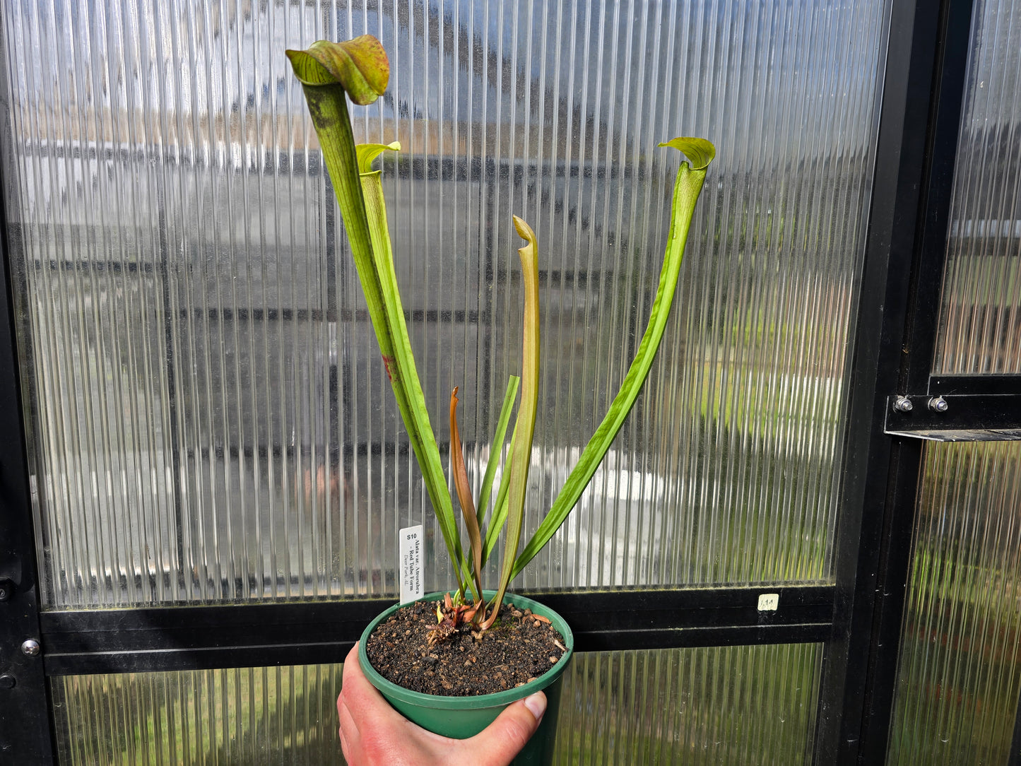 Sarracenia alata var. atrorubra - 'Red Tube Form' (Deer Park, Alabama, USA) - American Pitcher Plant