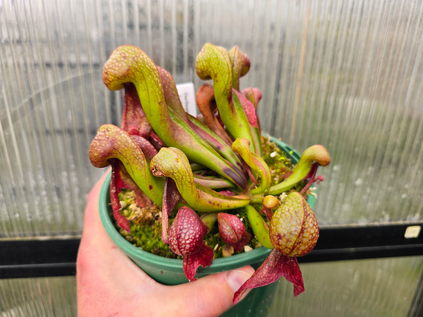 Darlingtonia californica - Cobra Lilies