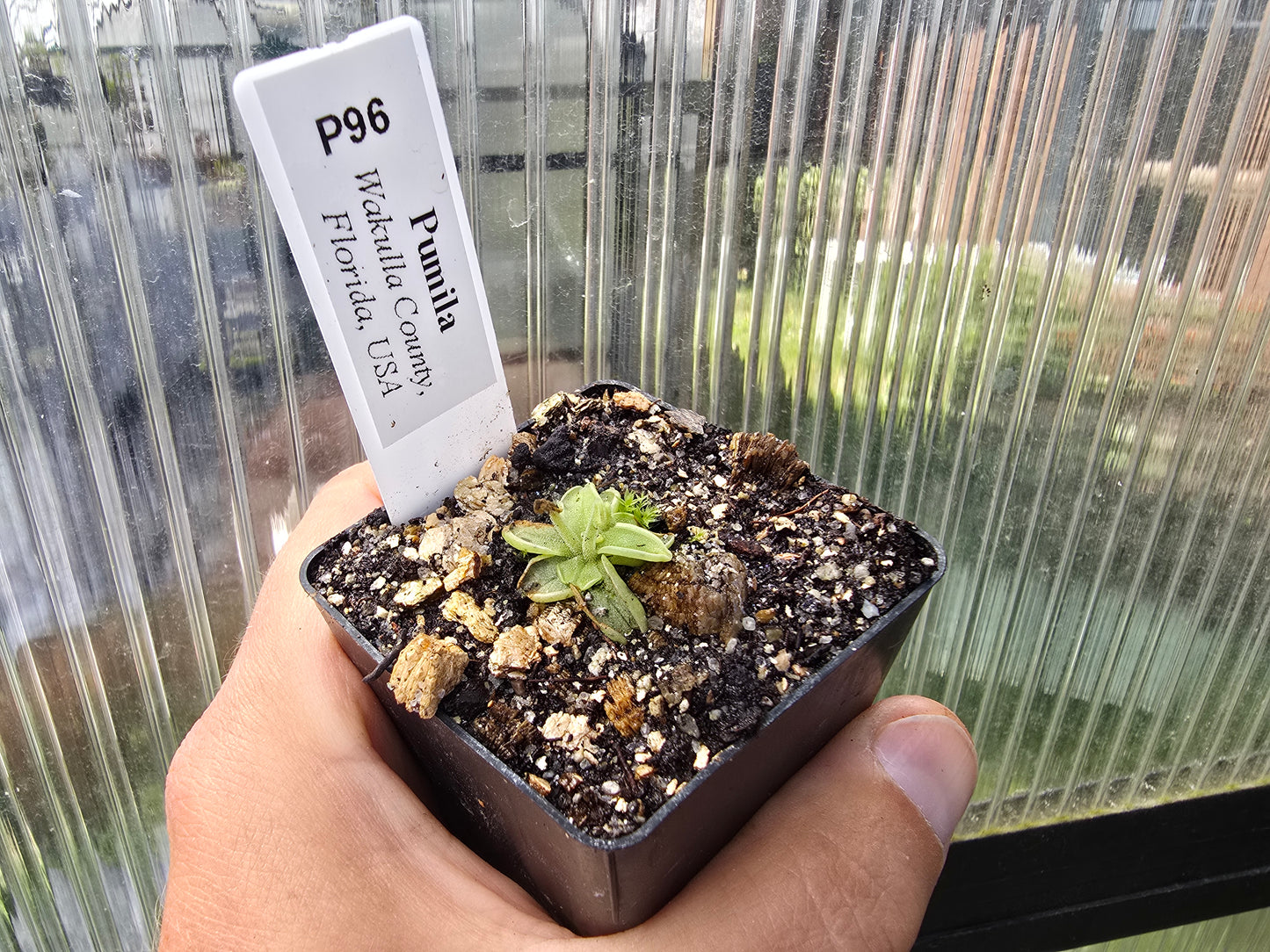 Pinguicula pumila (Wakulla County, Florida, USA) - The Dwarf Butterwort