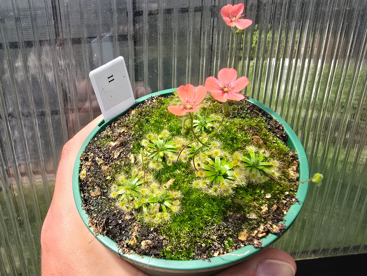 Drosera pulchella - Orange White Form - Pygmy Sundew