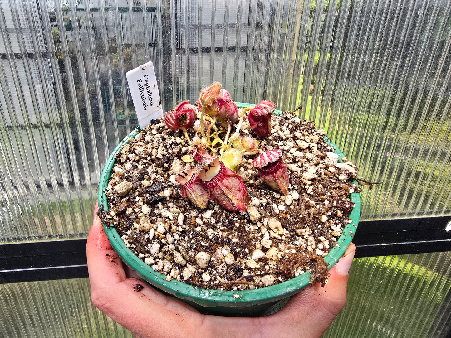Cephalotus follicularis - Australian Pitcher Plant