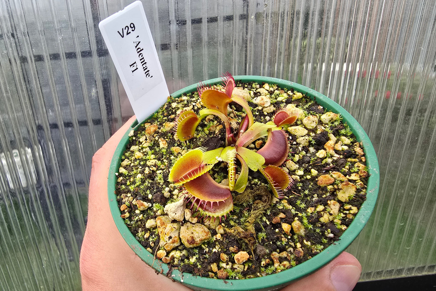 Dionaea muscipula 'Adentate' F1 - Venus Fly Trap