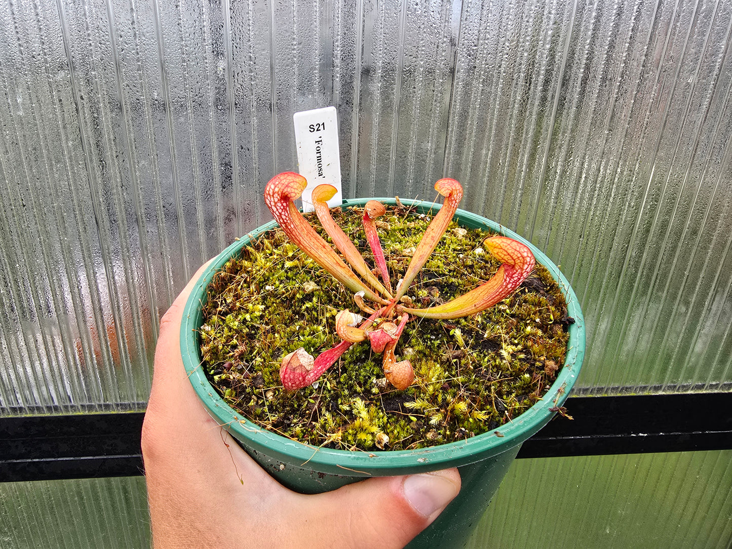 Sarracenia 'Formosa' - American Pitcher Plant