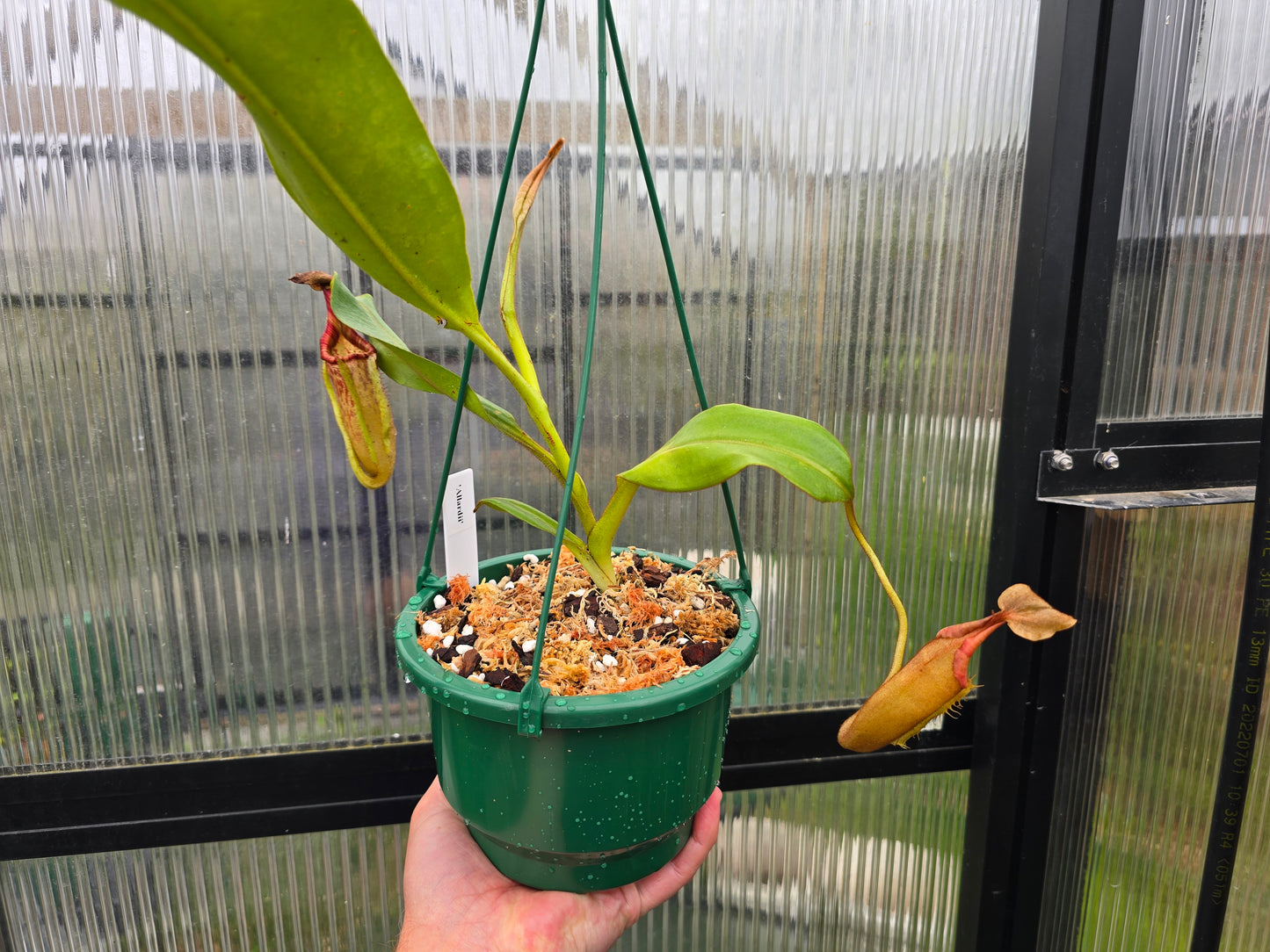 Nepenthes 'Allardii' (Male) - Intermediate Tropical Pitcher Plant