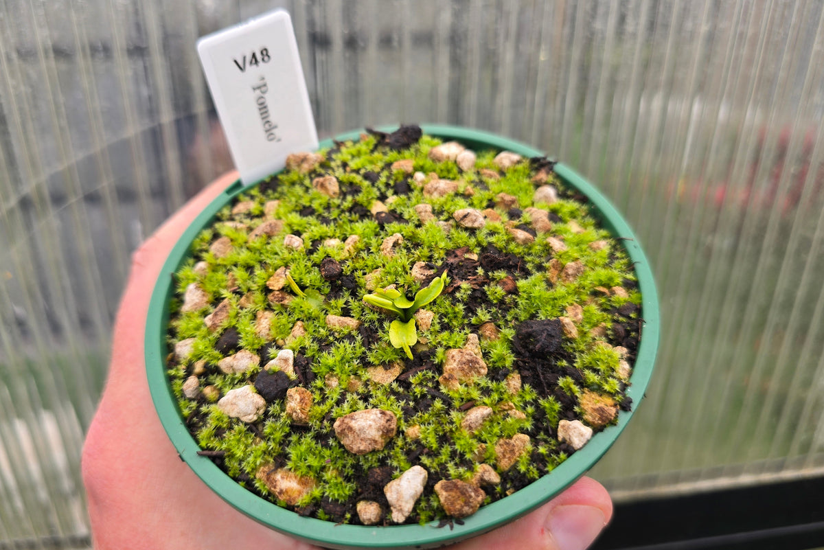 Dionaea muscipula 'Pomelo' - Venus Fly Trap