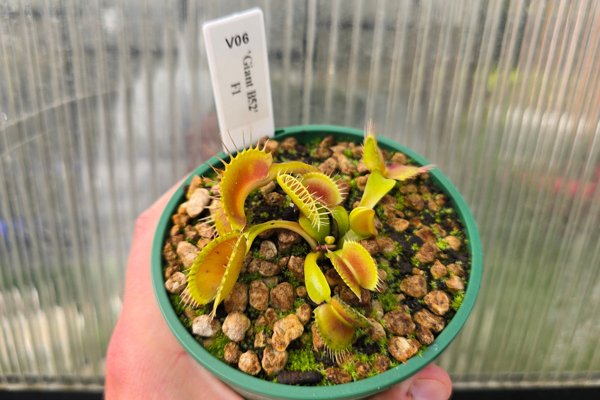 Dionaea muscipula 'Giant B52' F1 - Venus Fly Trap