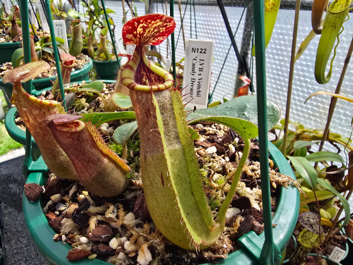 Nepenthes lvb x veitchii 'Candy Dreams' - Intermediate Tropical Pitcher Plant