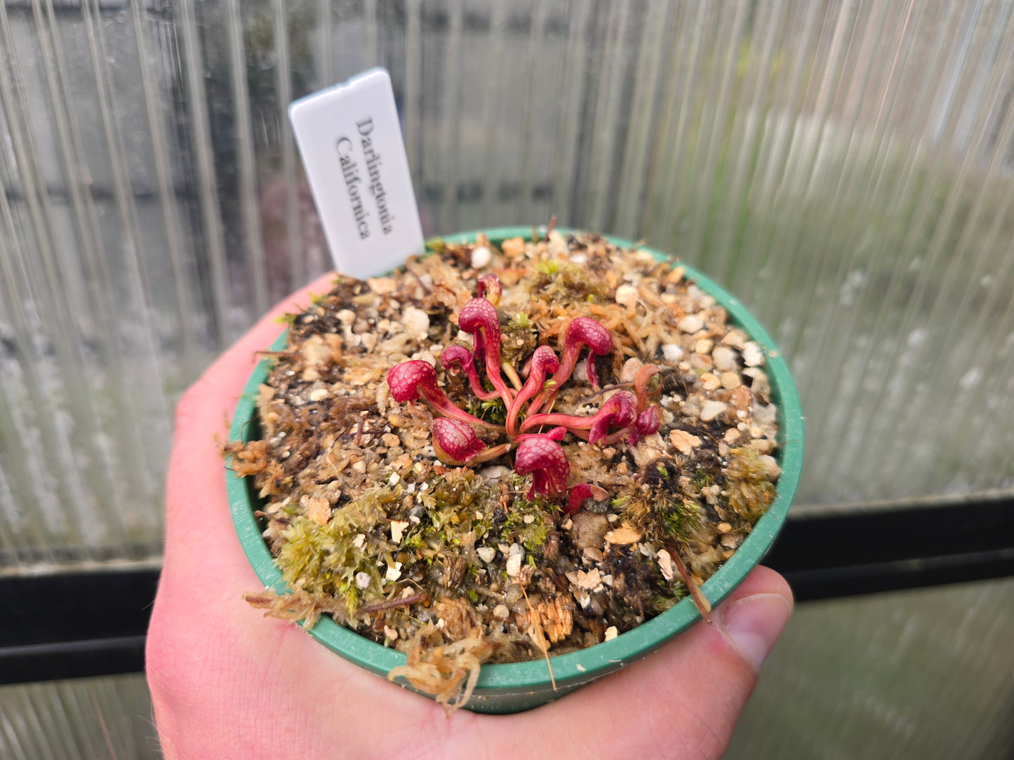 Darlingtonia californica - Cobra Lilies