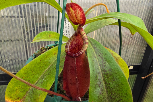 Nepenthes (mirabilis var. globosa x ampullaria 'Black Miracle') x (boschiana x 'Gothica') - Lowland Tropical Pitcher Plant
