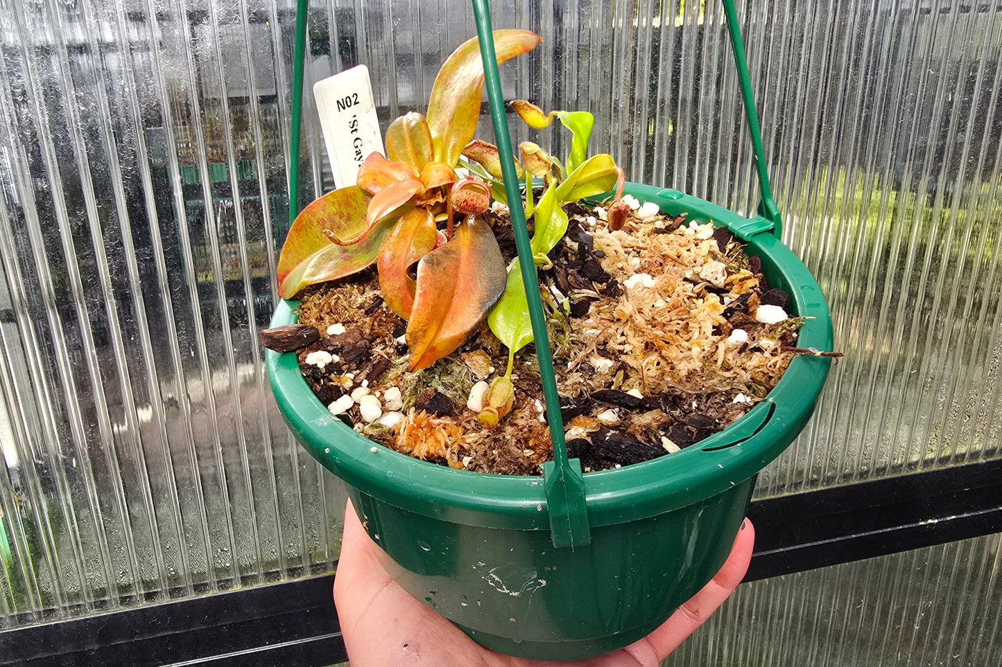 Nepenthes 'St Gaya' - Intermediate Tropical Pitcher Plant