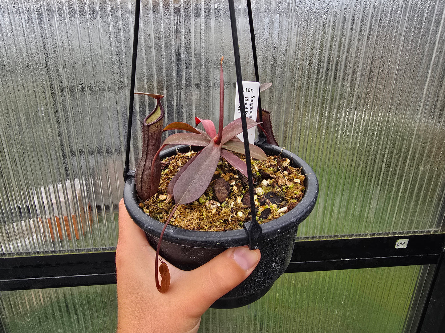 Nepenthes sanguinea 'Blood Red Form' - Intermediate Tropical Pitcher Plant
