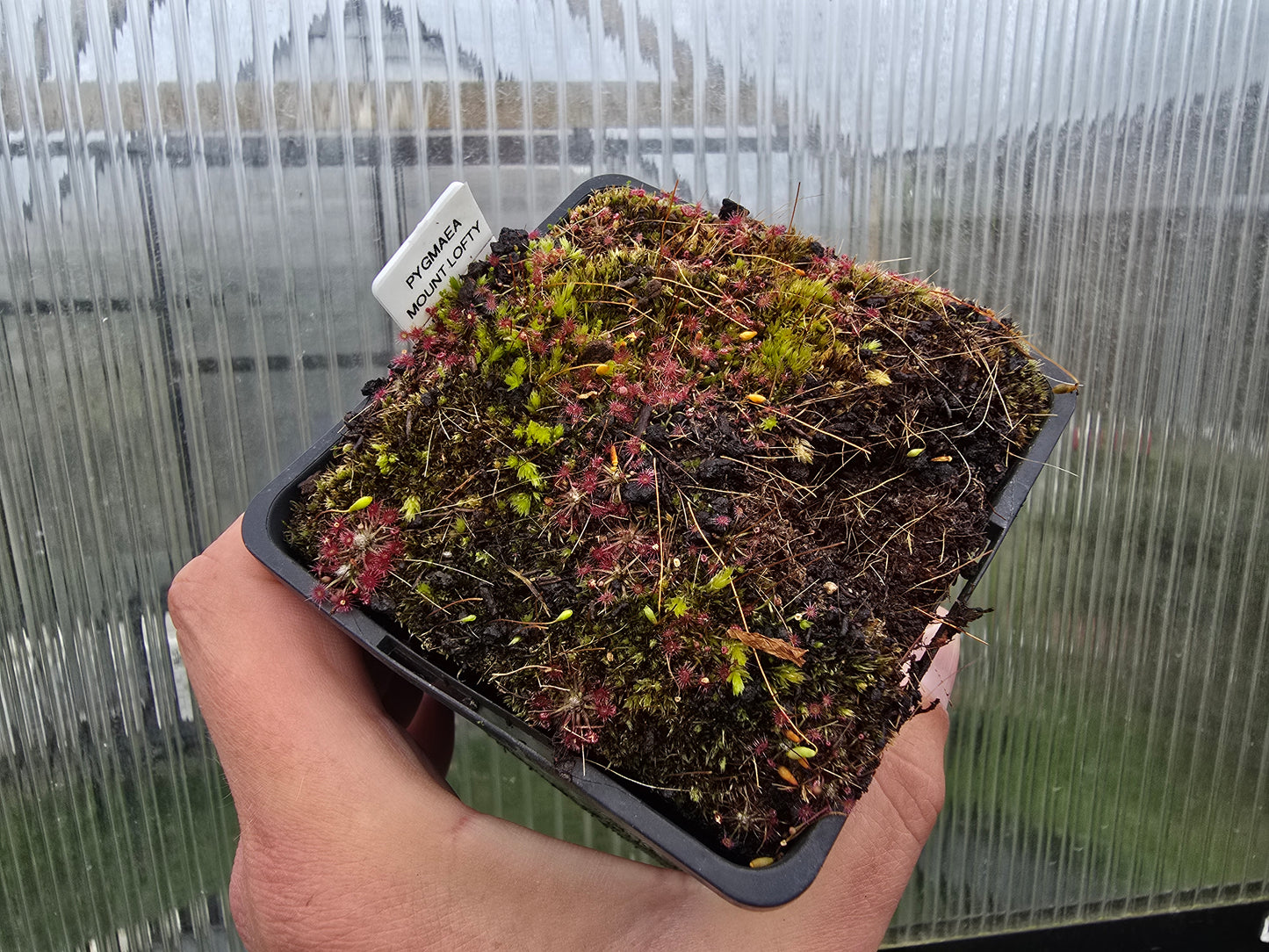 Drosera pygmaea (Mount Lofty, AU) - Pygmy Sundew