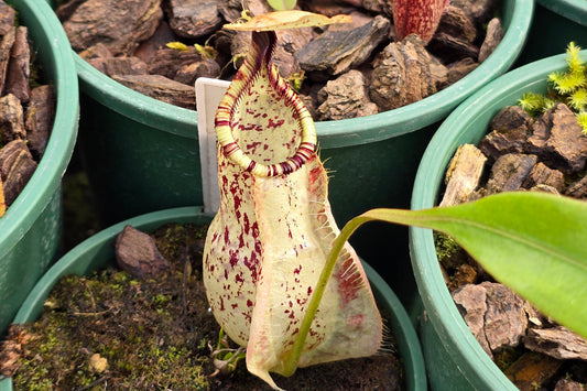 Nepenthes rafflesiana 'White Form x Tricolour Form' - Lowland Tropical Pitcher Plant