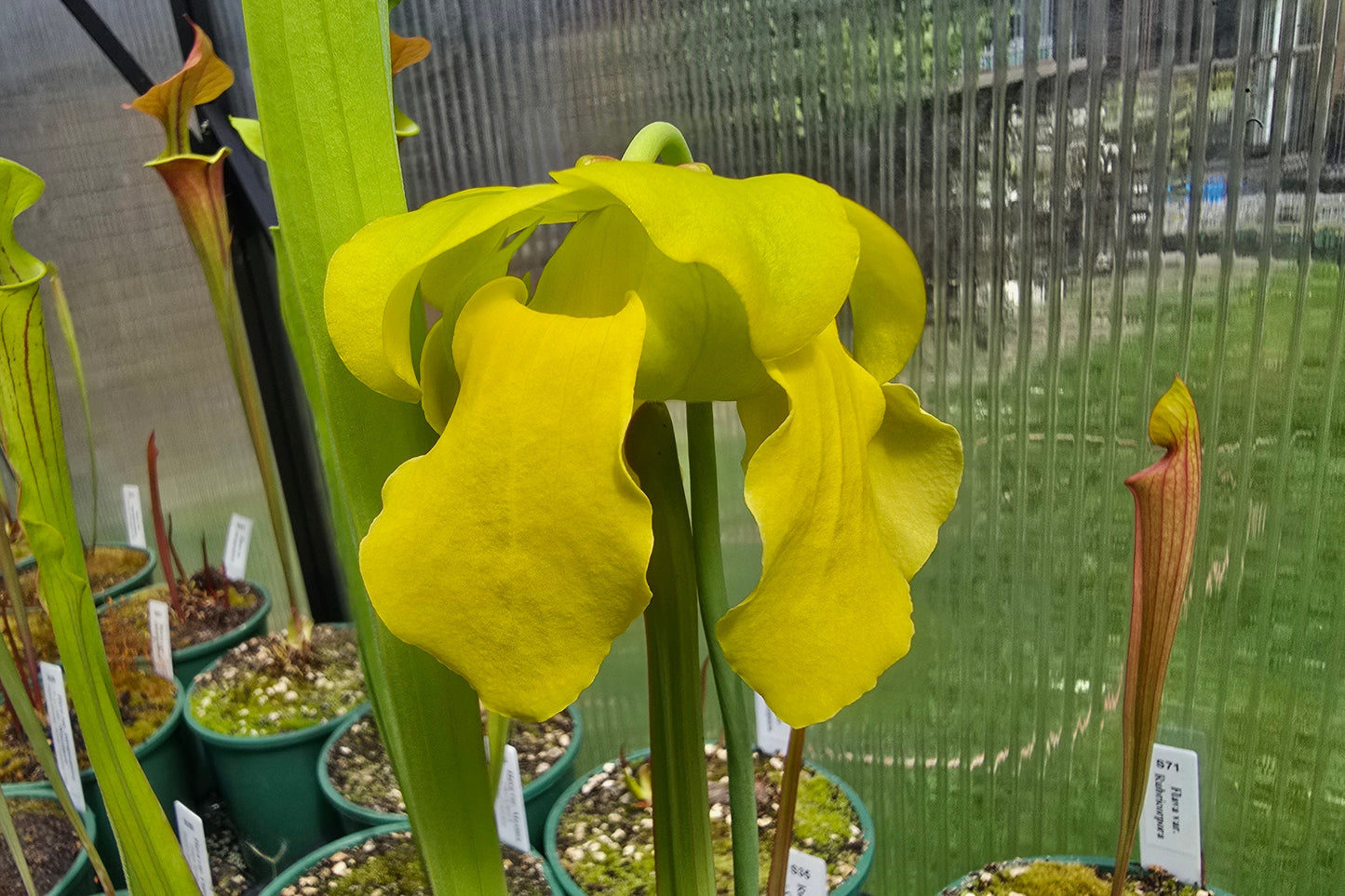 Sarracenia flava var. rugelii (Edmund, Lexington County, South Carolina, USA) - American Pitcher Plant