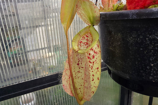 Nepenthes 'Hookeriana' 'Susan' - BE-3737 - Lowland Tropical Pitcher Plant