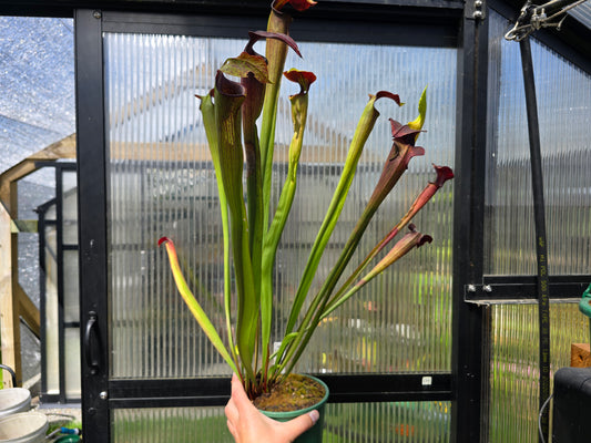 SEED - Sarracenia alata var. rubrioperculata - American Pitcher Plant - 10+ Per Packet