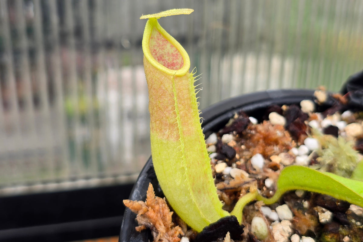 Nepenthes maxima - Intermediate Tropical Pitcher Plant