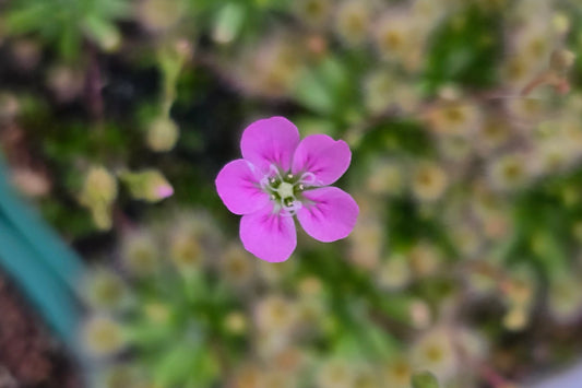 Drosera pulchella - Red Purple Form (Big Brook, Channybearup, Australia) - Pygmy Sundew