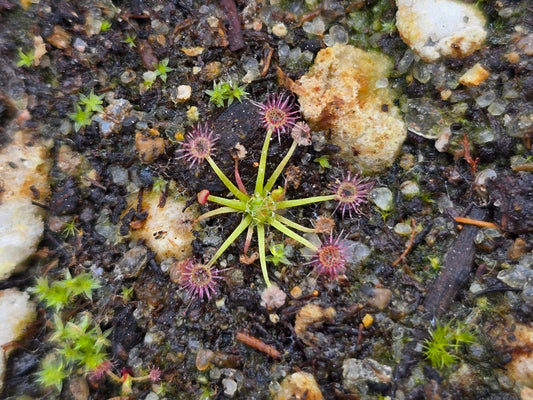 Drosera pygmaea - Pygmy Sundew