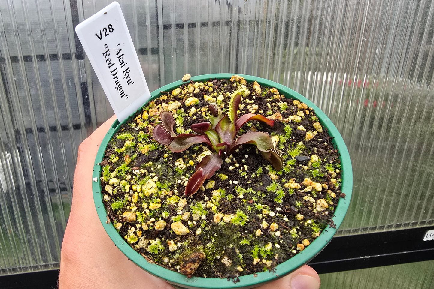 Dionaea muscipula 'Akai Ryu' "Red Dragon" - Venus Fly Trap