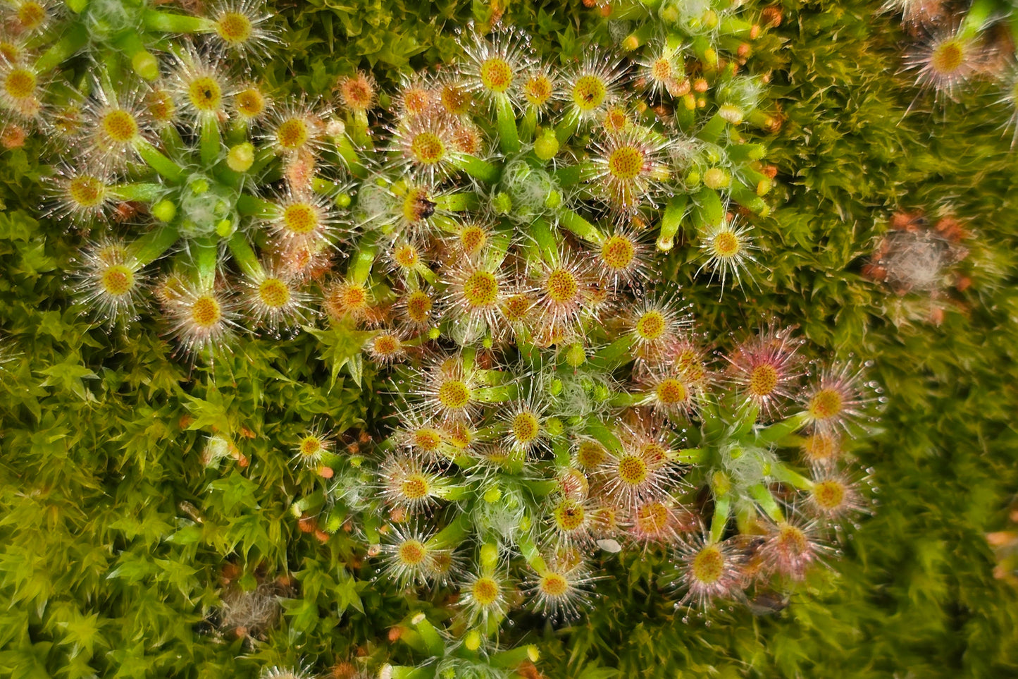 Drosera 'Dork's Pink' - Pygmy Sundew