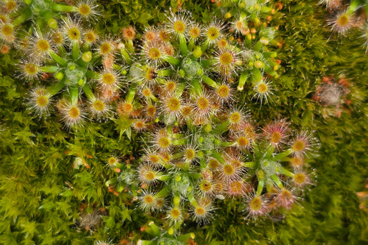 Drosera 'Dork's Pink' - Pygmy Sundew