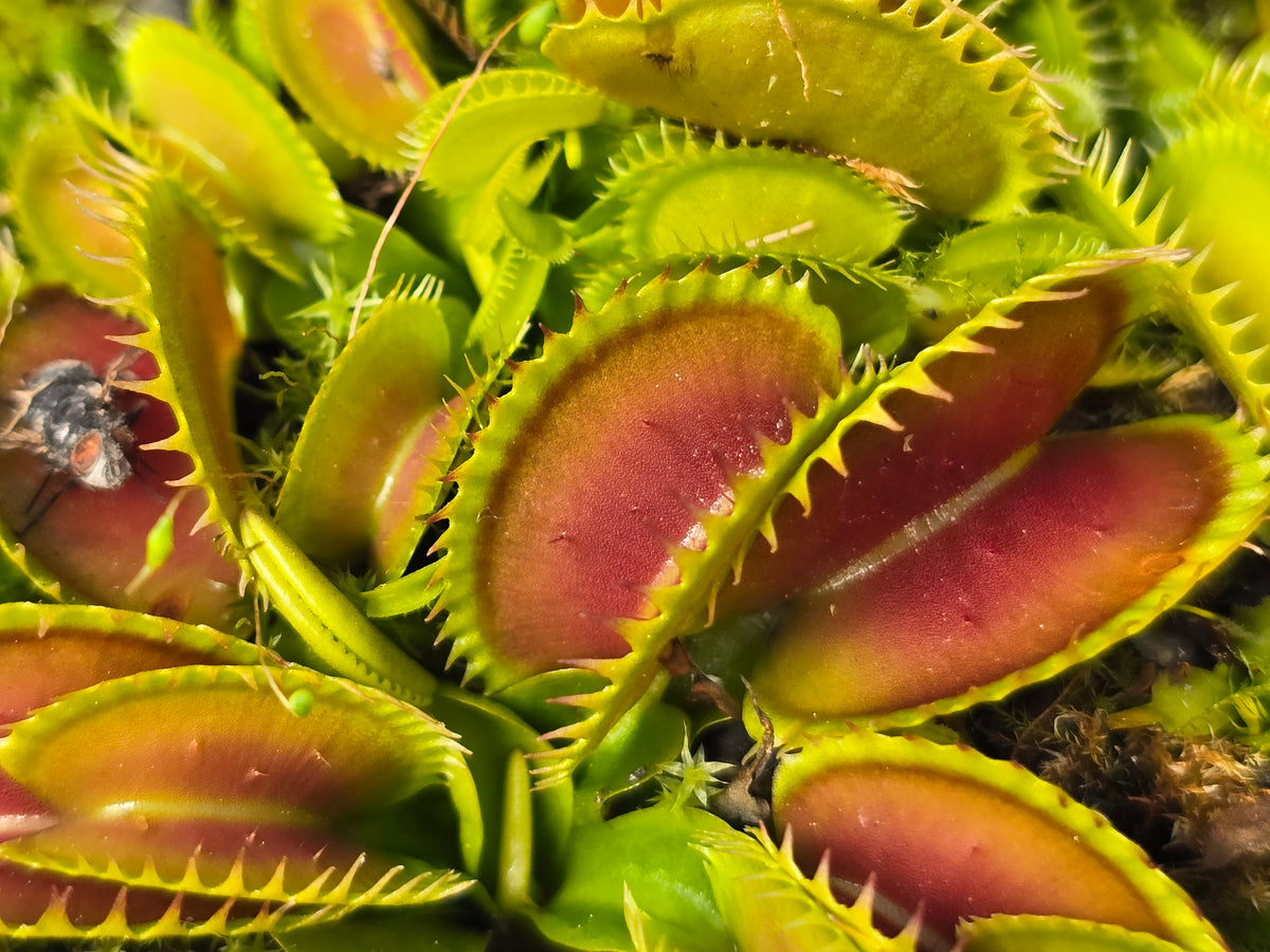 Dionaea muscipula 'Big Dracula' - Venus Fly Trap
