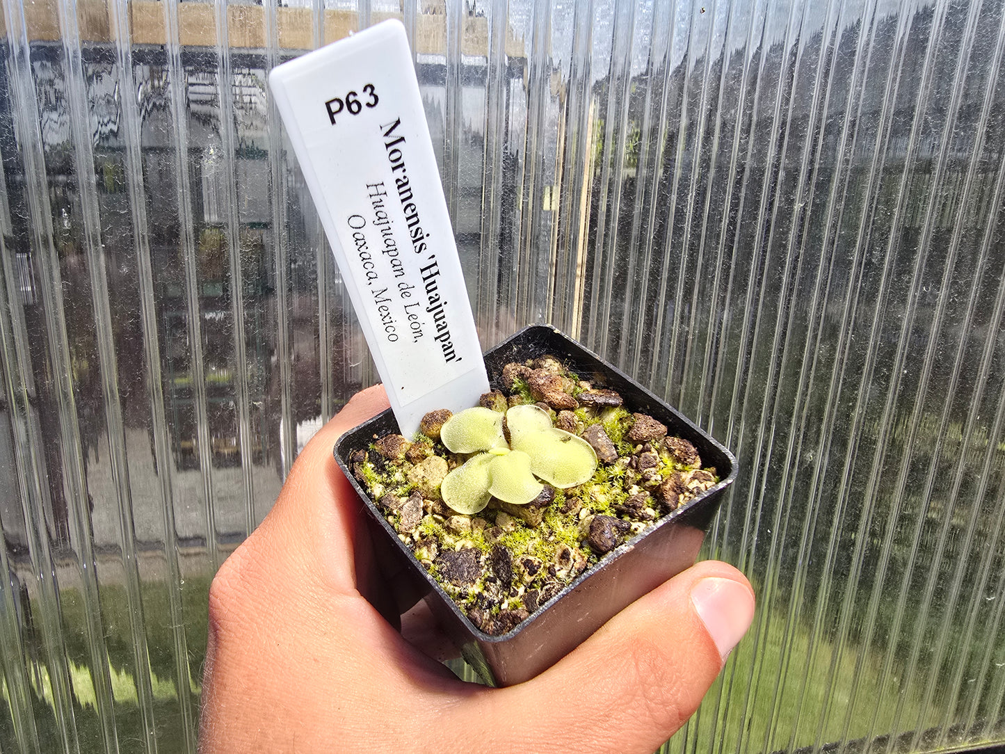 Pinguicula moranensis 'Huahuapan' - Mexican Butterwort