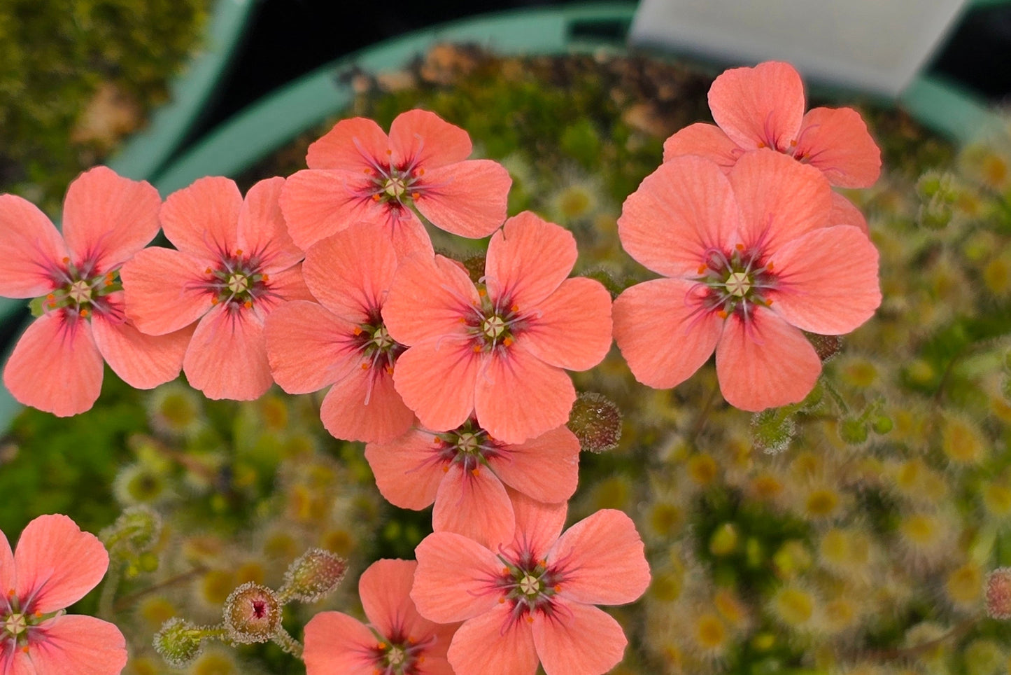 Drosera pulchella - Orange White Form - Pygmy Sundew