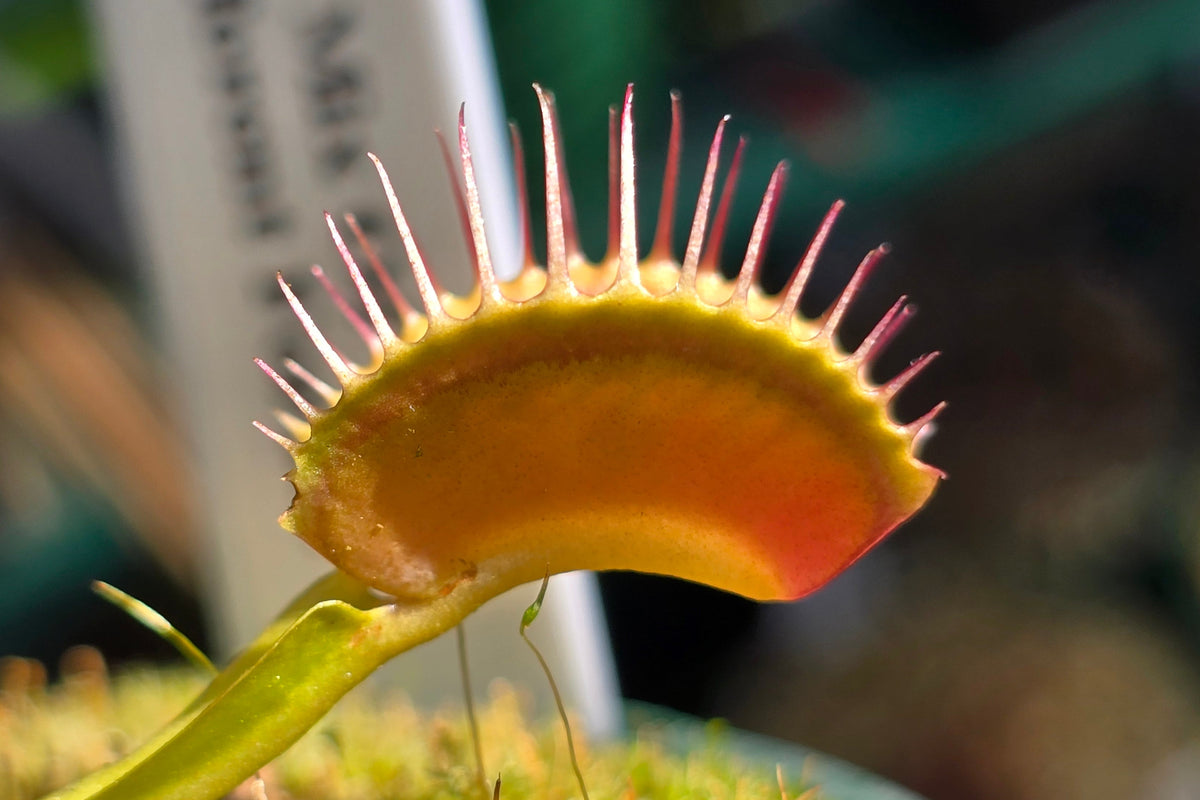 Dionaea muscipula 'Mix Of Different Forms' F1 - Venus Fly Trap