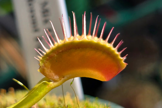 Dionaea muscipula 'Mix Of Different Forms' F1 - Venus Fly Trap