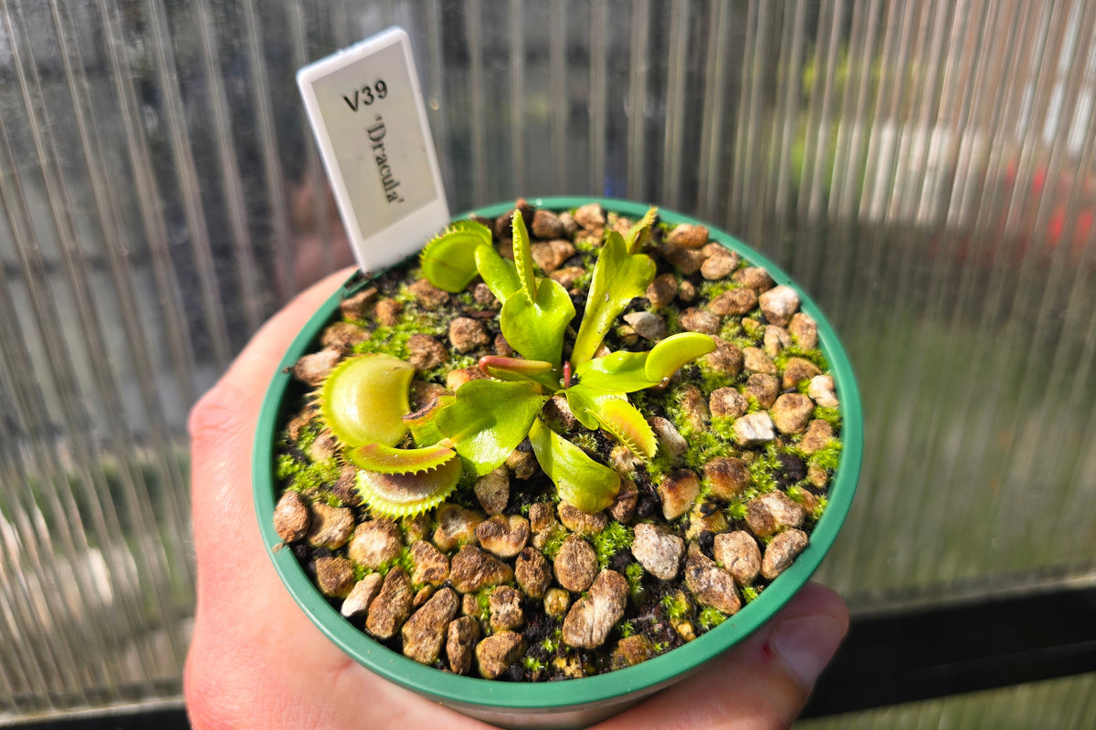 Dionaea muscipula 'Dracula' - Venus Fly Trap